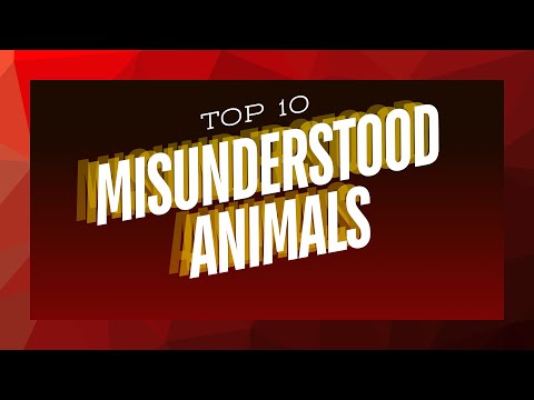 Top 10 Most Misunderstood Animals in the World 🌍🐾 | Debunking Myths and Misconceptions