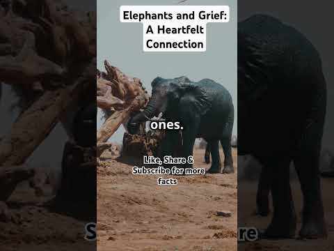 Elephants and Grief: A Heartfelt Connection #facts #ytshorts #mammals #forestfacts  #shortsfeed2025