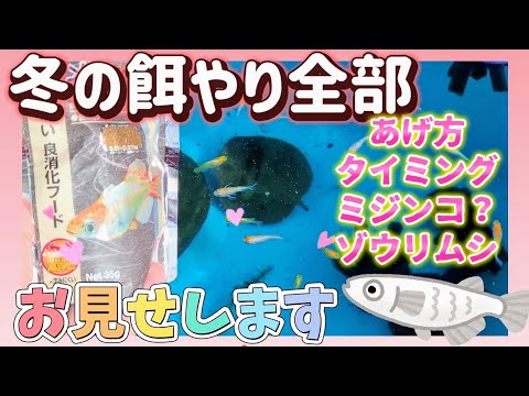 【屋外メダカ】冬の餌やり全部お見せします❗あげ方🩷量やタイミング🤗ミジンコやゾウリムシ‪💚越冬中のめだかの寝方😴うんち💩#飼育#ビオトープ#睡眠用#柿の葉#屋外飼育#1月