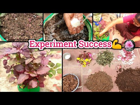 Zero budget for garden beginners/ மண்புழு உரம்,கோகோ பீட்,உயிர் உரங்கள் தேவையில்லை🤩