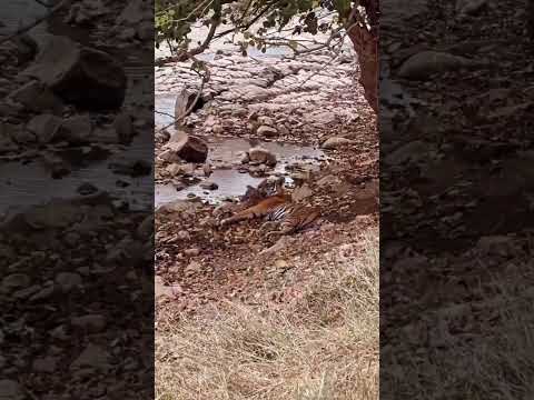 "Tiger Family’s Poolside Fun: A Rare Wildlife Moment | UPSC Environment Insight"