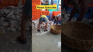 Ilish mach diamond harbour #ilish #hilsa #ilishmach #fishcutting #fishing #fishmarket #fish