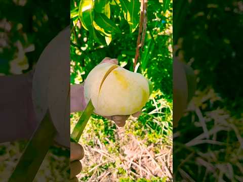 LETSGOGREEN Fruits | Fruit Cut | #status  #nature   #shorts #short #shortvideo #youtubeshorts