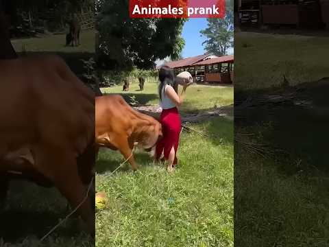 Animals attack prank videos #funny #comedy #dog #funnyanimals #pets #animalsfunny#failsarmy#shorts