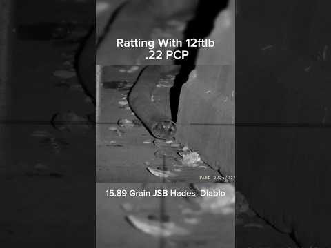 Ratting With .22PCP Using 15.89 Grain JSB Hades