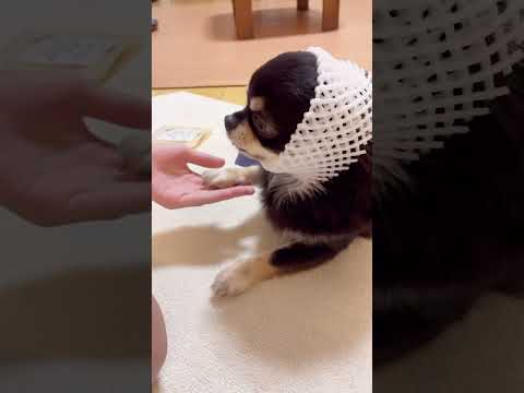 桃を食べた後のフルーツネット#shorts #チワワ #dog #犬のいる生活 #chihuahua #pet #cutedogs #funnydogs