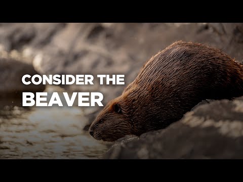 Consider the Beaver