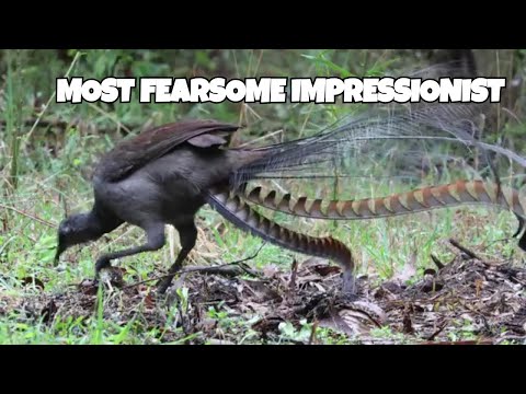 Lyrebirds Are NATURE'S Greatest Impressionists!