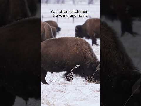 Amazing Bison Life: Daily Routines, Habits & Wild Adventures-Animal Kingdom #wildlife #animals