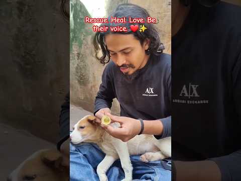 Heartwarming Street Dog Rescue: Love, Care, and Healing for Strays