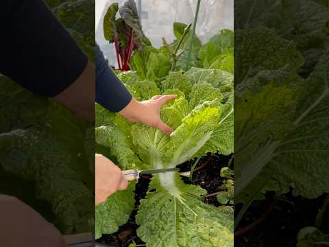 Fresh organic vegetables from the backyard garden. #growyourownfood #gardening #gardening #garden