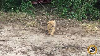 I am a Gorongosa Lion! Hear me Roar!