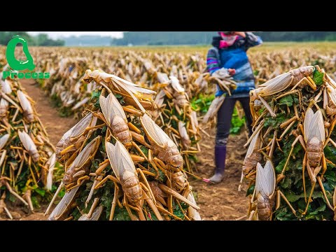 How Chinese Farmers Raise and Consume Billions of Locusts Every Year, Earning Millions of Dollars