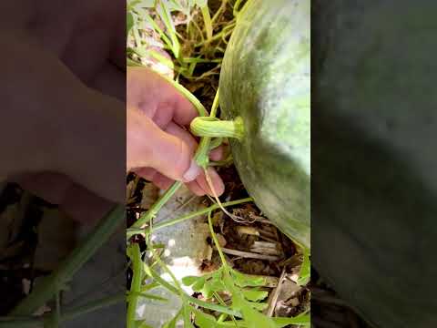 Growing Seeded Watermelons 🍉 (1 of 3)