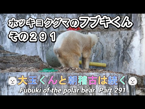 ホッキョクグマのフブキくん（２９１）🐻‍❄️大玉くんと朝稽古は続く🐻‍❄️（東山動植物園）Fubuki of the polar bear Part 291