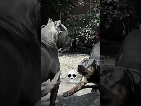 Dogs confrontation#shortvideo #viralvideo