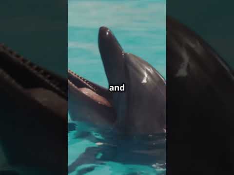 Amazing Dolphin Facts That Will Blow Your Mind!