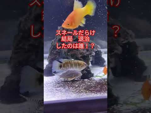 [熱帯魚]　知ってたァ～『スネールキラー』と呼ばれる魚　熱帯魚屋さんでは　バジスバジス名前❗