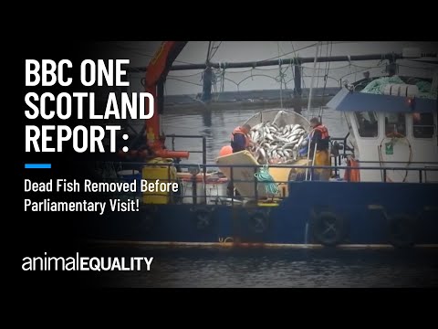 BBC One Scotland Report: Dead Fish Removed Before Parliamentary Visit