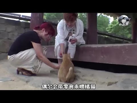 三条腿橘猫在公园乞讨，为了养育孩子，只能“讨好”人类