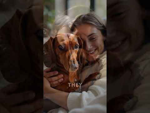 Dachshund Therapy: The Cutest Support Animals Ever