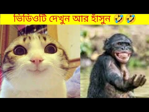 Funny animal videos that will keep you laughing 🤣🤣//animal funny moments#funnyvideo #animalfunny#cat