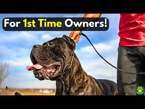 TOP 5 Best GUARD DOG Breeds: ONLY For First Time Owners!