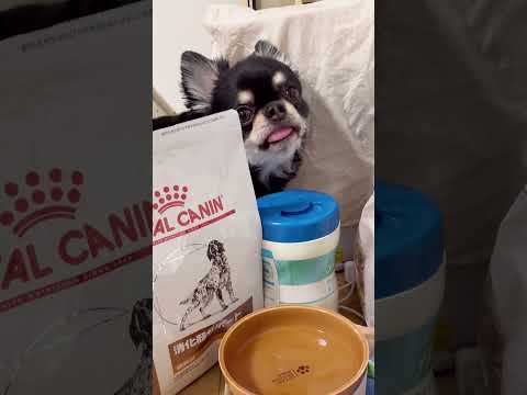 なんかちょうだいアピールするチワワ#shorts #チワワ #犬 #犬のいる生活 #dog #funnydogs #chihuahua #cute