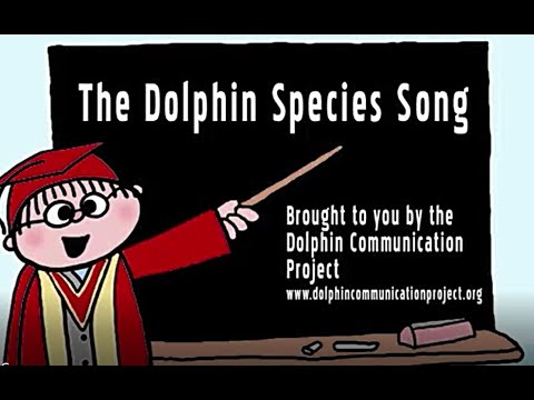 Dolphin Species Song