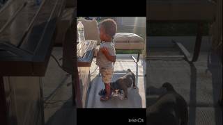 Fireworks with Lilo and Tru #funny #fireworks #lilo #pocket #bully #puppy #dog #meets #family #fyp