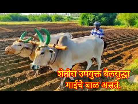 आवडता पाळीव प्राणी | गाय | चित्रमय माहिती | निबंध | #school #marathinibandh #cow