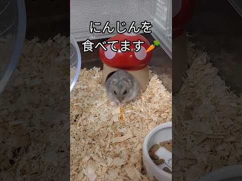 まんまるタヌキ似のハムスター（ピク）#ハムスター#可愛い #cutepet #まんまる #おやつ#hamsters #癒し