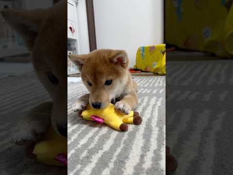 みんなのワンちゃんのファーストトイは何でしたか？　#豆柴 #柴犬 #子犬 #puppy #dog #shiba