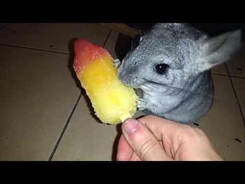 Chinchilla enjoying some ice cream on a hot summer day