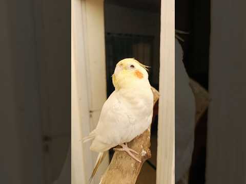 Cute Pets 🥰🦜 #cockatielscraze #cockatiel #birdscharm #cutepets