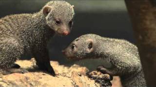 Banded Mongoose Pups Romp and Play at Central Park Zoo