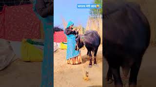 कसाना की लोहड़ी,,,#short #reel #seema_jhanpda #rk_badgoti