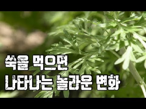 쑥을 먹으면 우리몸에 나타나는 놀라운 효능