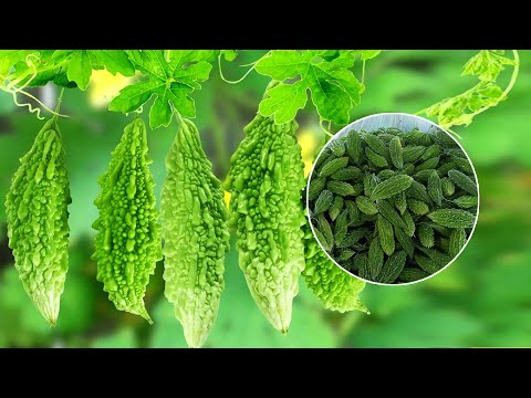 Bitter Gourd (کریلا ) Karela Farming | Growing Bitter Melon | Bitter Gourd Tunnel Farming