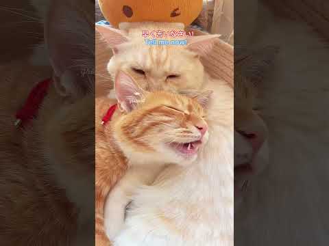 夢遊してた！I sleepwalked！#かわいい甘えん坊茶トラ猫カップル会話動画#the conversation of cute funny cat couple videos#甘える猫 #cat