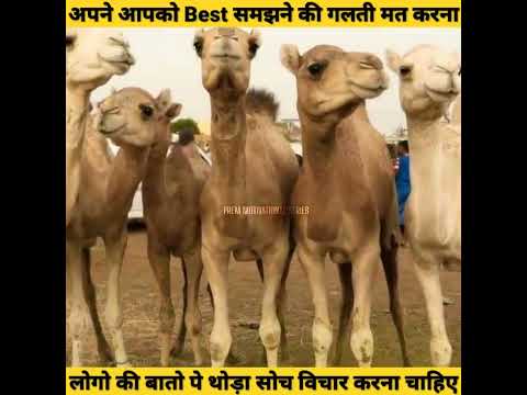 घमंडी ऊंट | Grumpy Camel |Moral Stories | Hindi Kahani | Success Motivation Story | #shorts