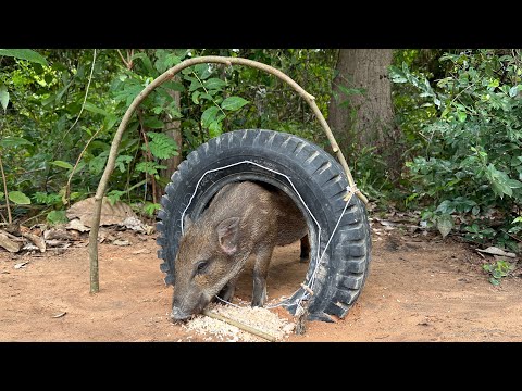 Creative Amazing Wild Boar Trap Using BMW tires#ytshorts #shorts #bmwtirestrap