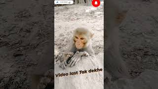 #funny #bandar #2022trends #animal #trending #viral #trending2022 #youtubeshorts #cutebaby #cute