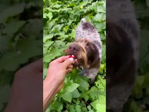 Thimbleberry Foraging 🌿(3 of 4) #foraging #thimbleberry #wildedibles