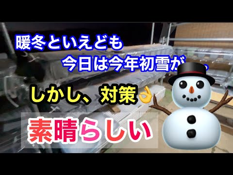 (メダカ)今年初雪が！屋外は？大丈夫かな？休日のメダ活