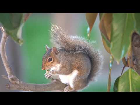 Munching on Magnolia Buds