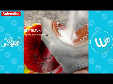 *1 HOUR* The Shark Puppet Funny Shorts Videos | The Shark Puppet NEW Videos Compilation 2024