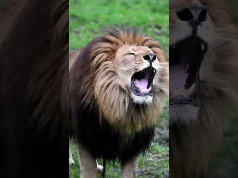 Discover the Majestic World of Lions #facts #junglewildlife #endangeredspecies