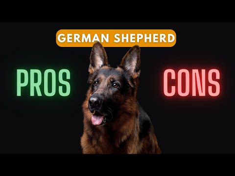 German Shepherd: Should You Get One?