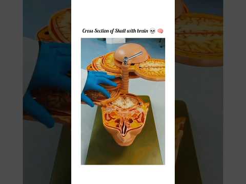 Cross section Of Human Skull And Brain. #shorts